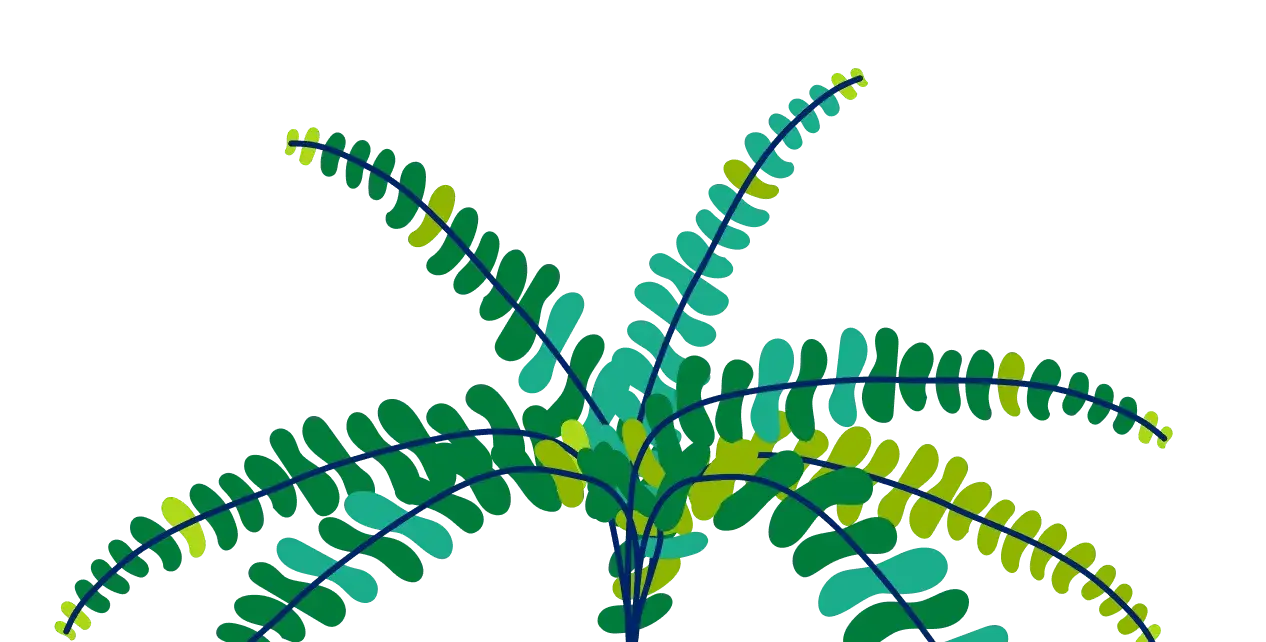 Ferns Illustration